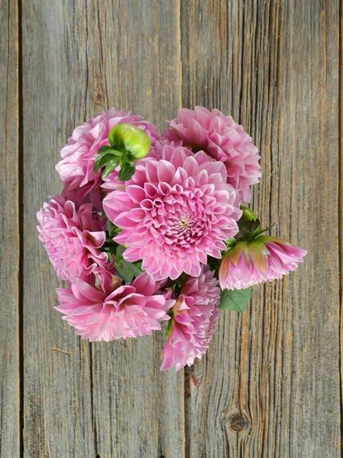 DARK PINK DAHLIA